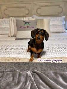 Dachshund puppies for sale