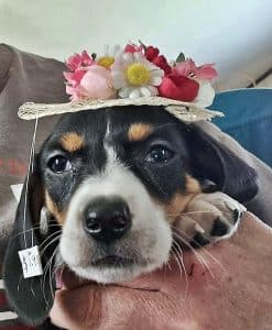 Dachshund puppies for sale