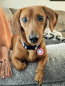 Dachshund puppies for sale