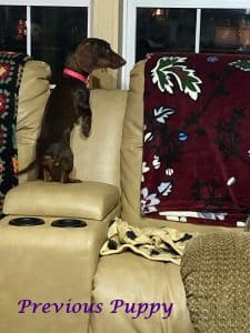 Dachshund puppies for sale