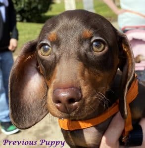 Dachshund puppies for sale