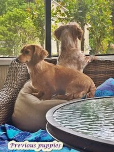 Dachshund puppies for sale