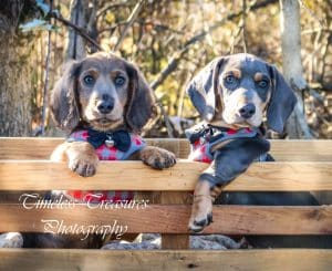 Dachshund puppies for sale