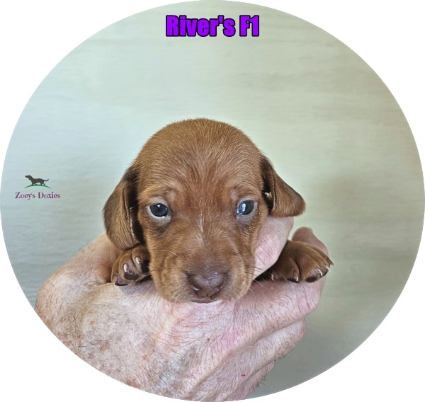 dachshund puppies for sale