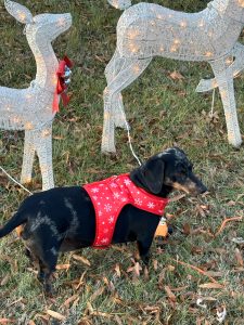 Doxie puppies for sale