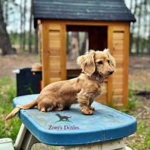 Dachshund puppies for sale