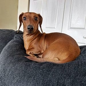 Dachshund puppies for sale