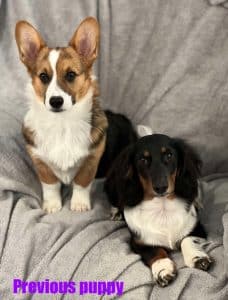 Dachshund puppies for sale