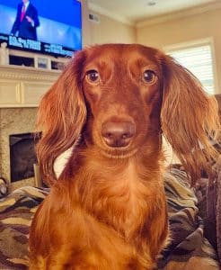 Dachshund puppies for sale