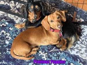 Dachshund puppies for sale