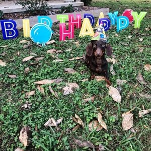 Dachshund puppies for sale