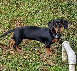 Dachshund puppies for sale