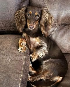 Dachshund puppies for sale