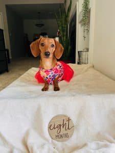 Dachshund puppies for sale