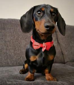 Dachshund puppies for sale