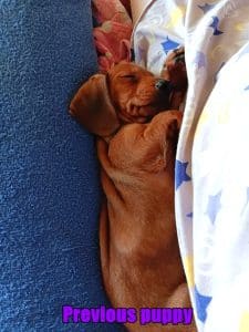Doxie puppy