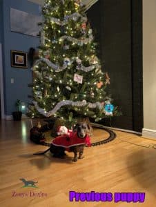 dachshund puppies for sale