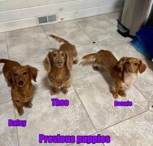 Doxie from Zoey's doxies