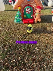 Doxie from Zoey's doxies