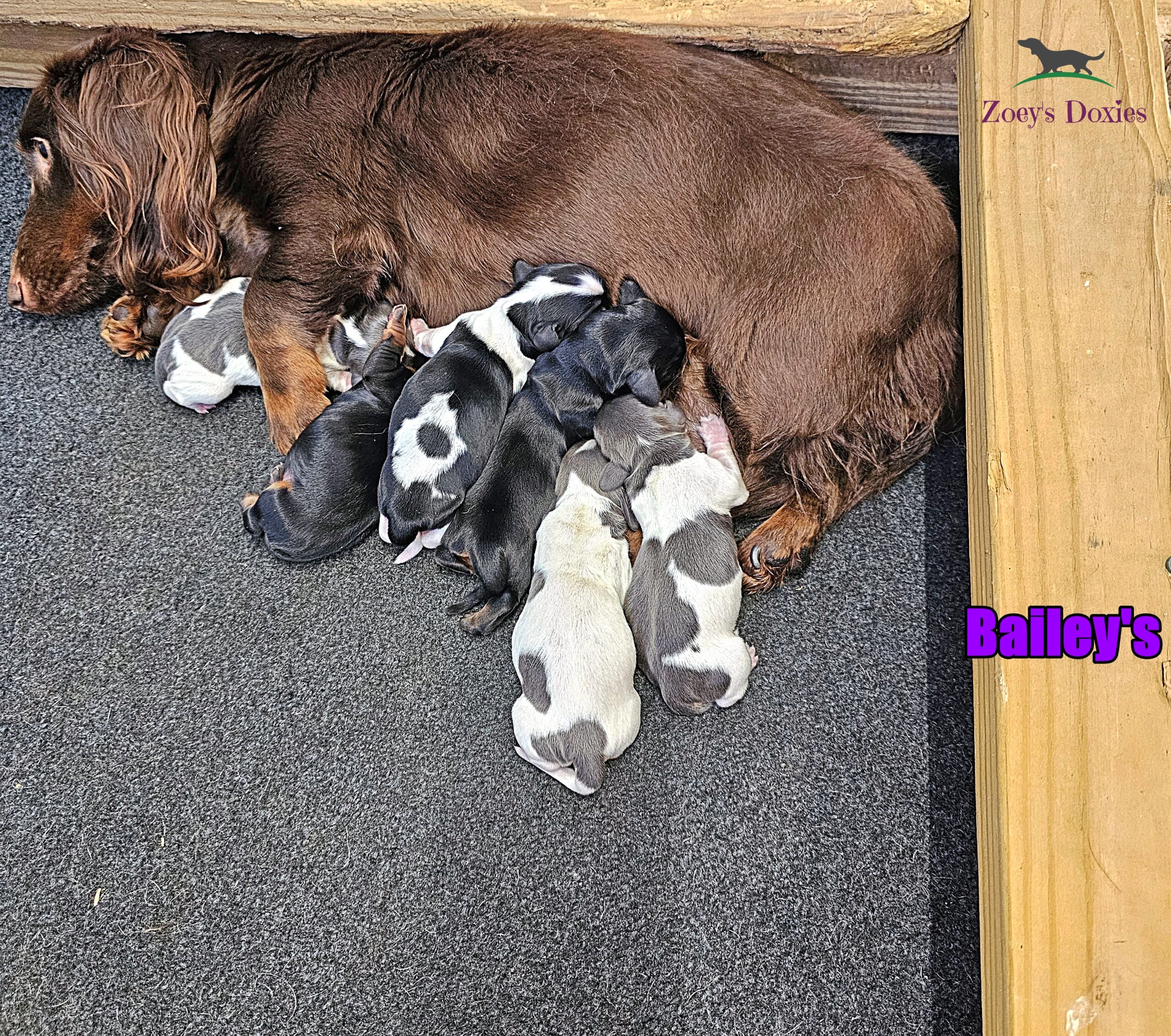 dachshund puppies for sale
