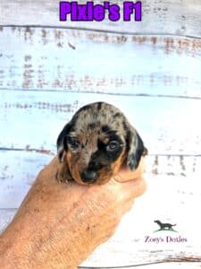 Dachshund puppies for sale