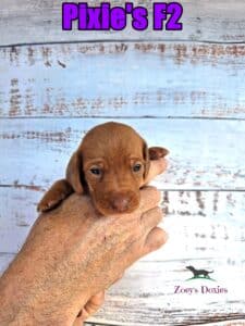 Dachshund puppies for sale