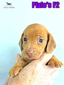 Dachshund puppies for sale