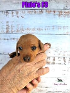 doxie puppies for sale