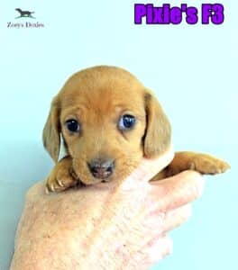 Dachshund puppies for sale