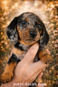 dachshund puppies for sale