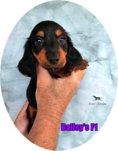 Dachshund puppies for sale