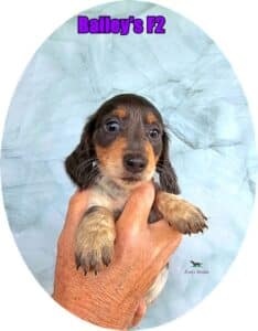 dachshund puppies for sale