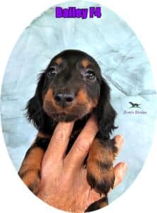 dachshund puppies for sale