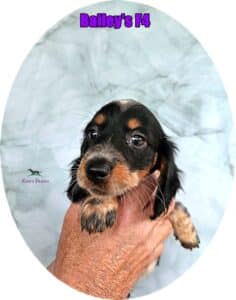 dachshund puppies for sale
