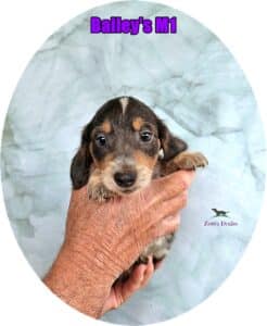 dachshund puppies for sale