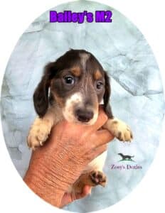 dachshund puppies for sale