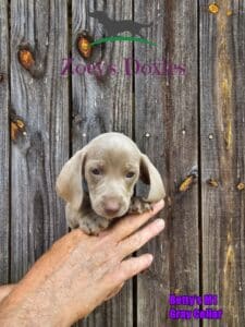 Dachshund puppies for sale
