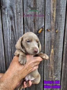 Dachshund puppies for sale