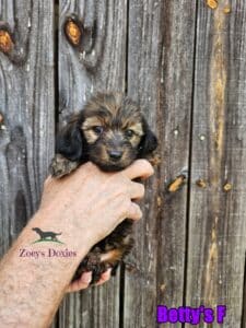 dachshund puppies for sale