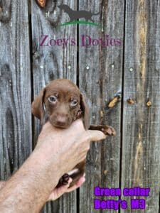 Dachshund puppies for sale