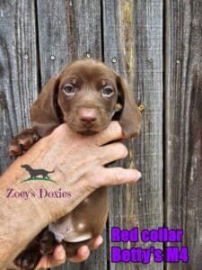 Dachshund puppies for sale