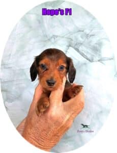 doxie puppies for sale