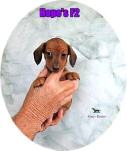 doxie puppies for sale