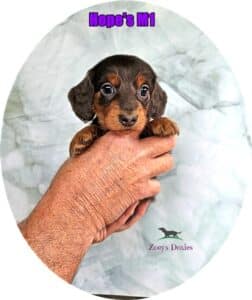 Doxie puppies for sale
