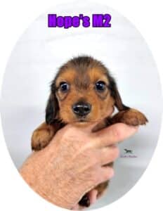 Doxie puppies for sale