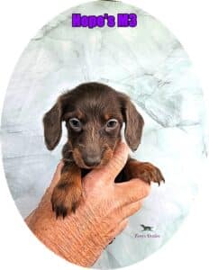 Doxie puppies for sale