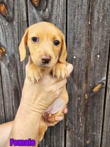 dachshund puppies for sale