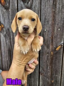 dachshund puppies for sale