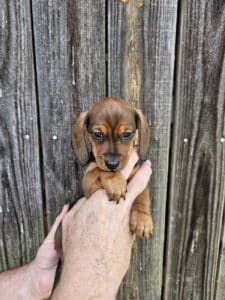 Doxie puppies for sale Alabama