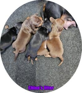 Dachshund puppies for sale